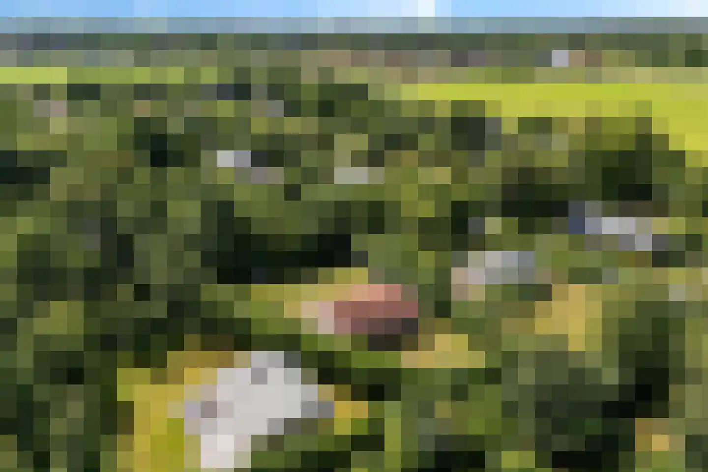 Rijspolder 57 Schiermonnikoog