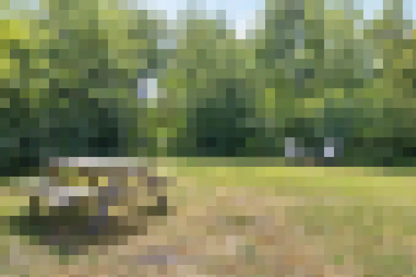 Rijspolder 57 Schiermonnikoog thumbnail 10