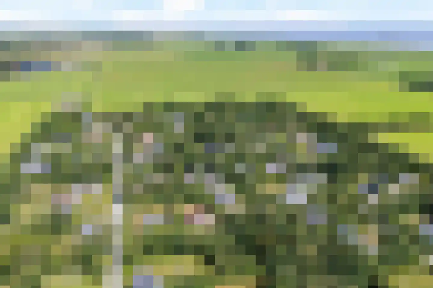 Rijspolder 57 Schiermonnikoog thumbnail 28