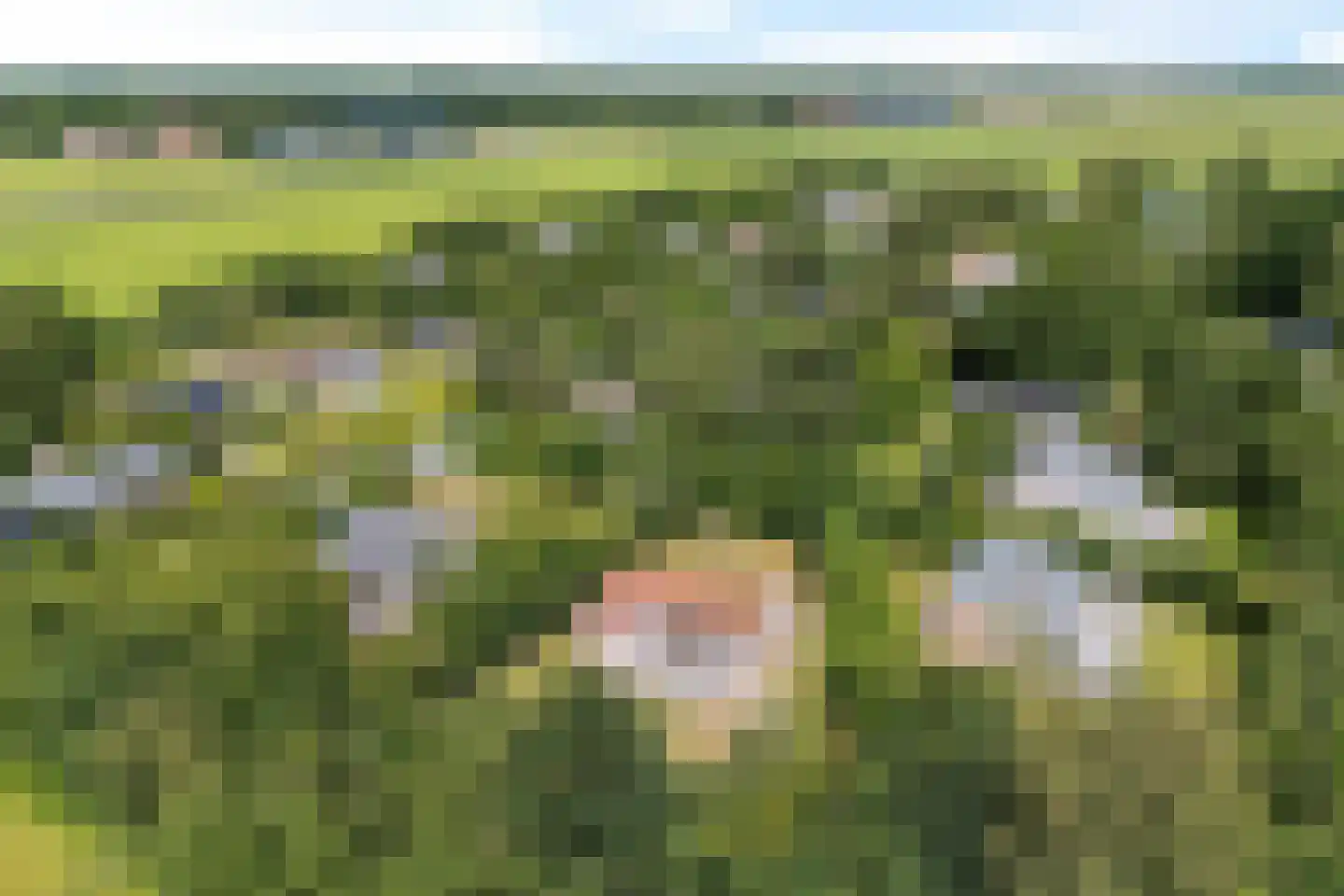 Rijspolder 57 Schiermonnikoog thumbnail 7
