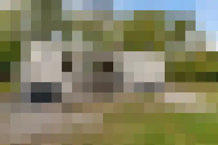 Rijspolder 60 Schiermonnikoog thumbnail 19