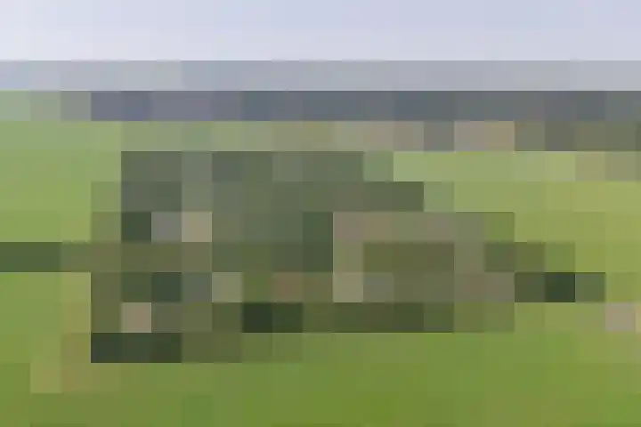 Rijspolder 80 Schiermonnikoog thumbnail 34