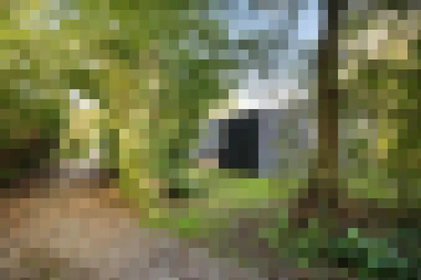 Rijspolder 94 Schiermonnikoog thumbnail 5
