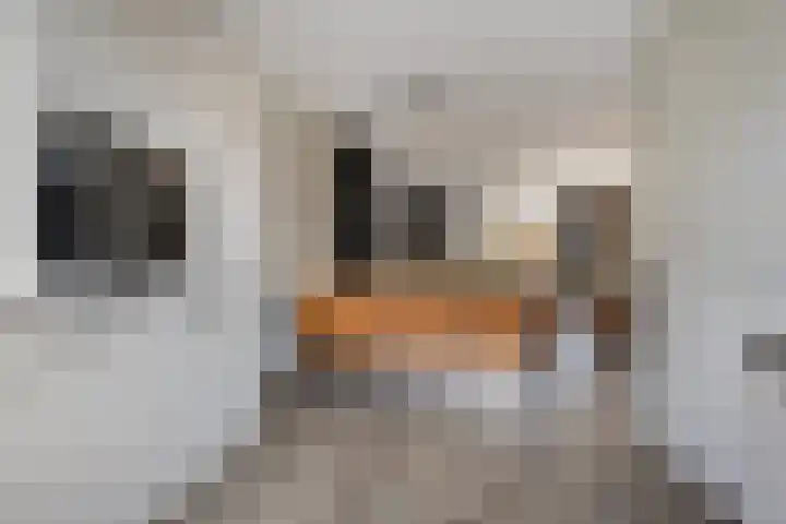 Rijstgras 10 E Rotterdam thumbnail 11