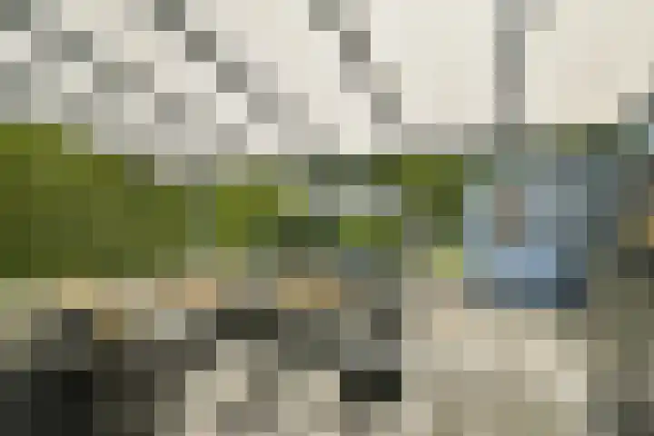 Rijstgras 40 Rotterdam thumbnail 18