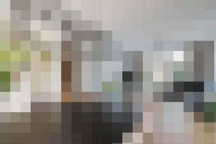 Rijtakker 10 Meijel thumbnail 10