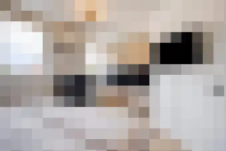 Rijtakker 10 Meijel thumbnail 28