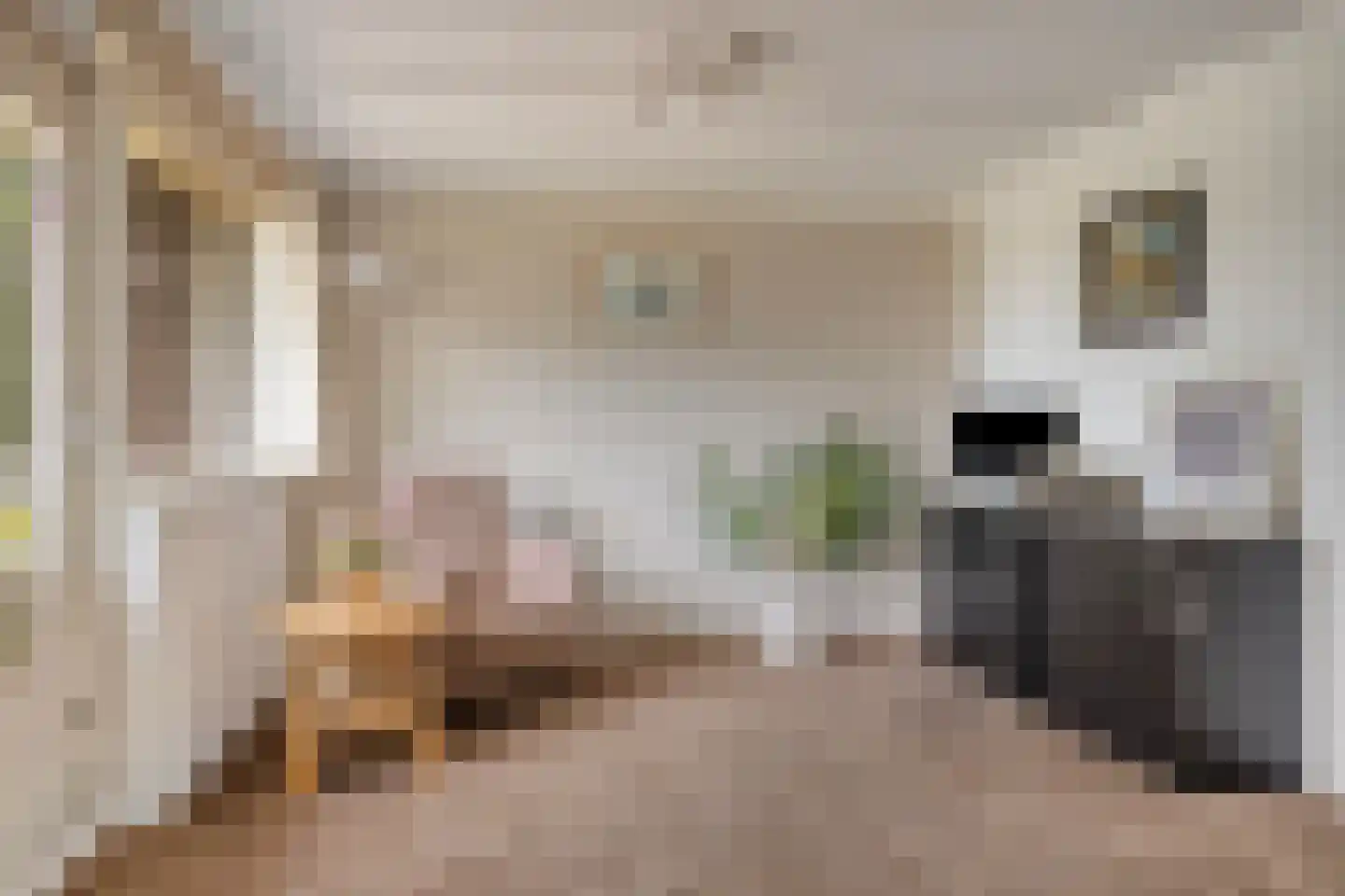 Rijzendeweg 26 Woensdrecht thumbnail 22