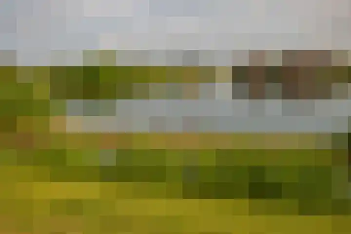 Rimpelmos 13 c Houten thumbnail 23