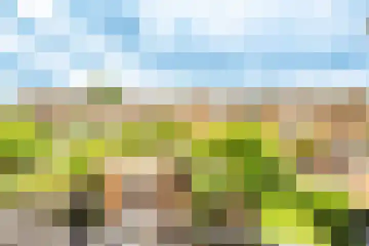 Rimpelmos 4 Houten thumbnail 27