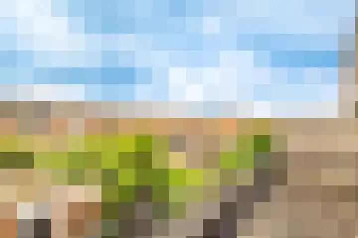 Rimpelmos 4 Houten thumbnail 28