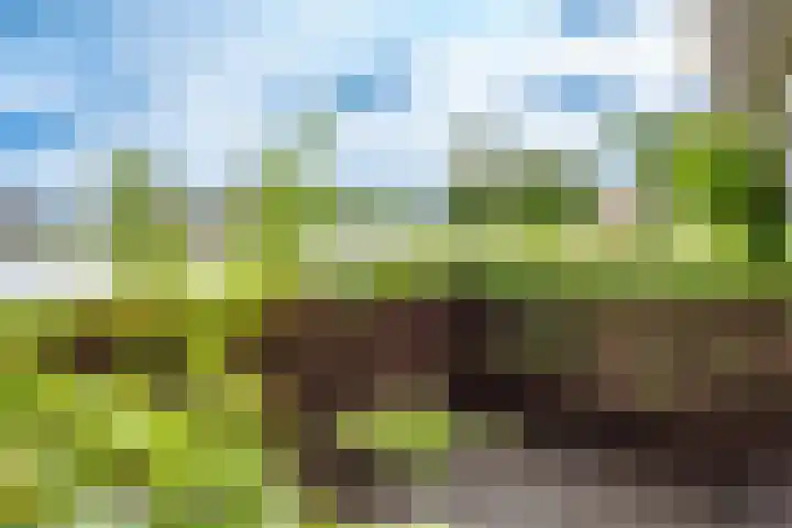 Rimpelmos 4 Houten thumbnail 43