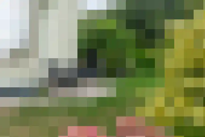 Rinewâl 10 De Falom thumbnail 35