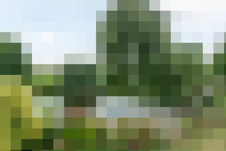 Rinewâl 10 De Falom thumbnail 39