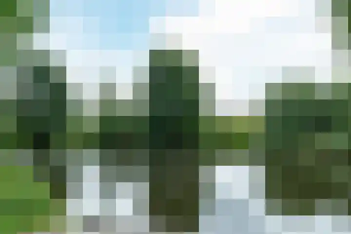 Rinewâl 10 De Falom thumbnail 5