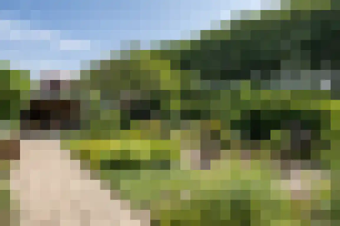 Ring 11 Dirksland thumbnail 4