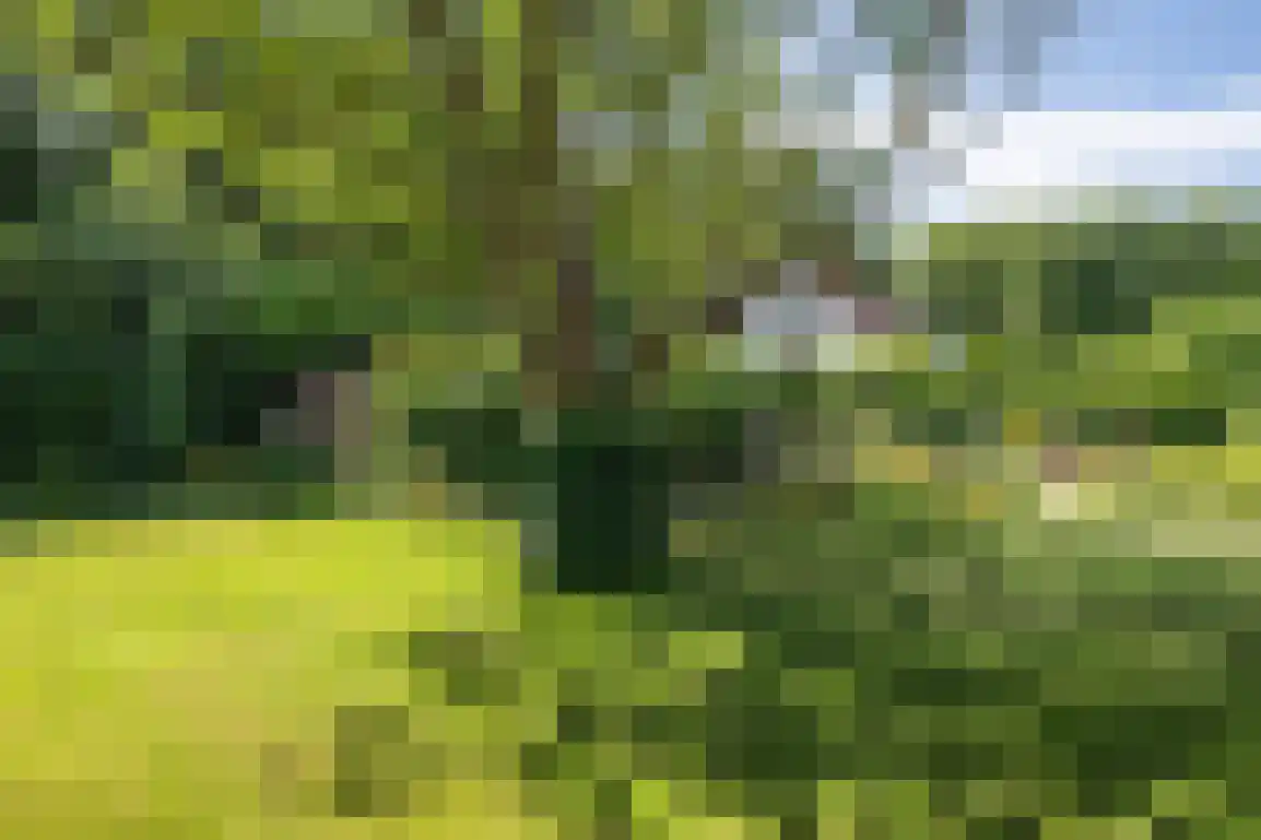 Ring 11 Dirksland thumbnail 63