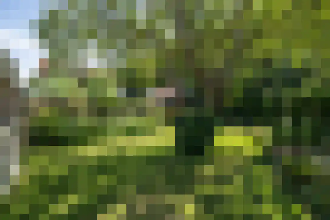 Ring 11 Dirksland thumbnail 64