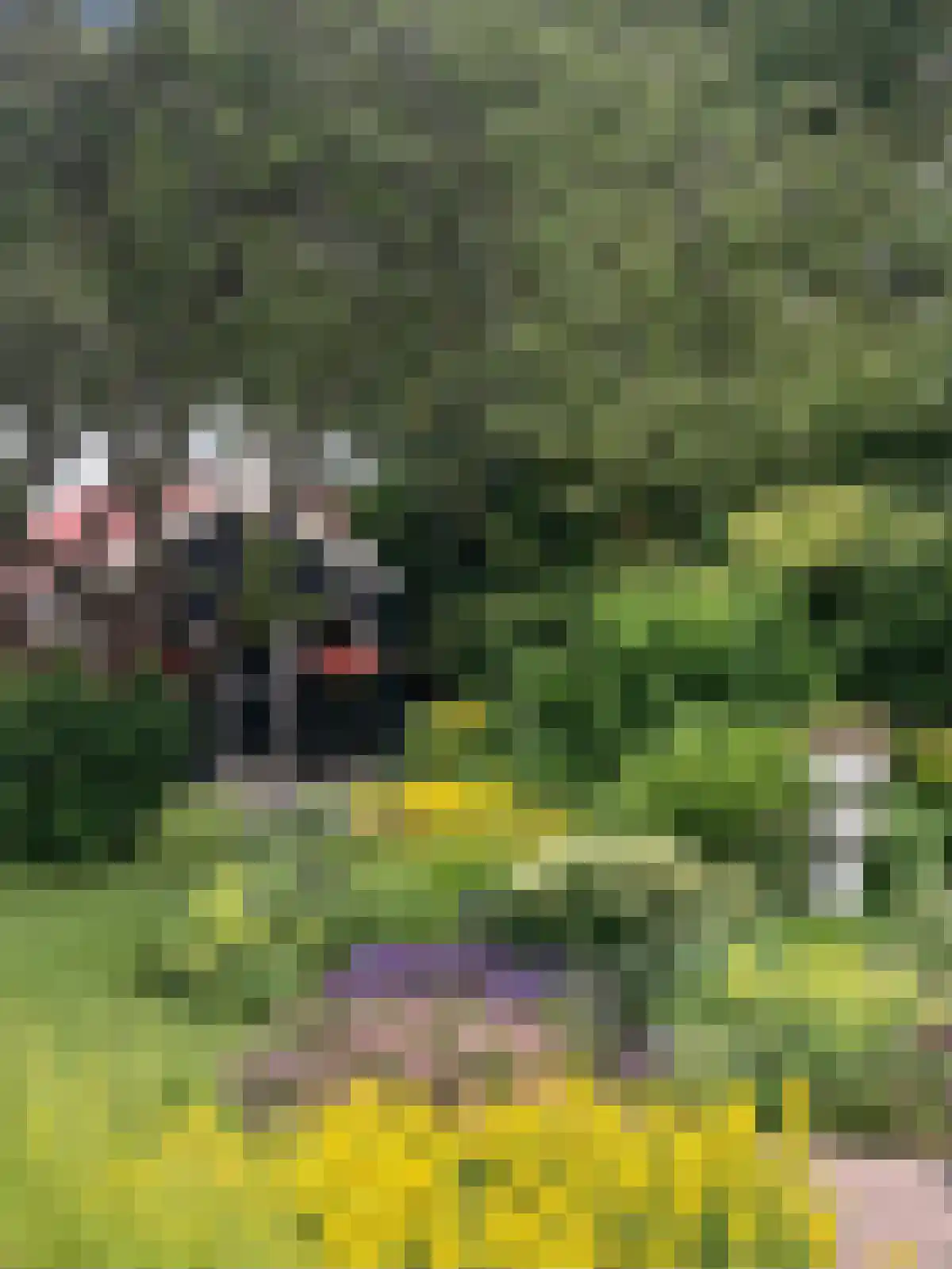 Ring 11 Dirksland thumbnail 65