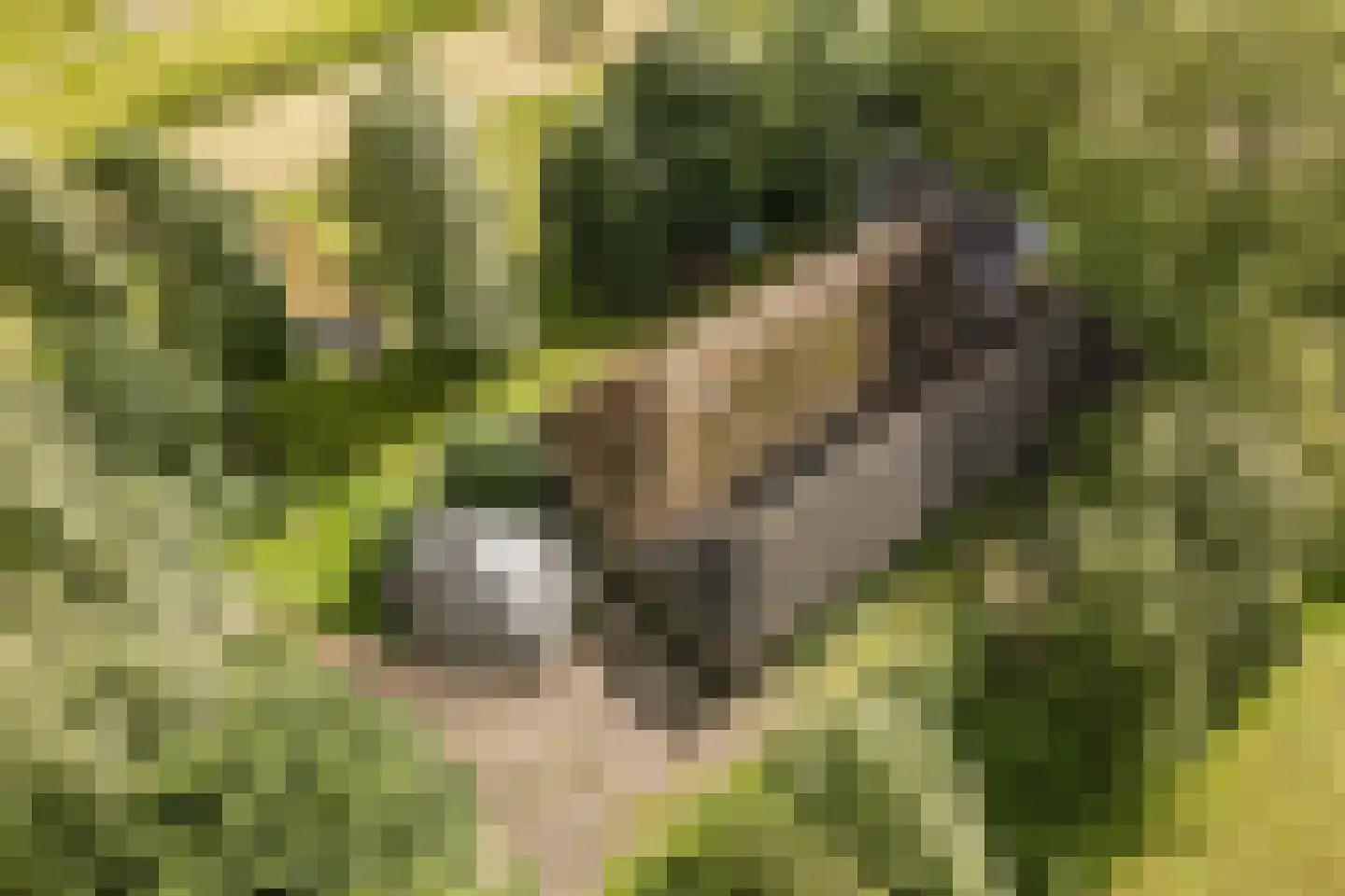 Ringdijk BP 1 Amstelveen thumbnail 25