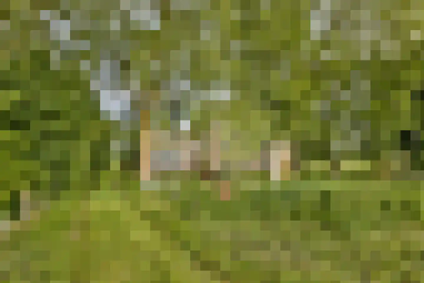Ringdijk BP 1 Amstelveen thumbnail 4