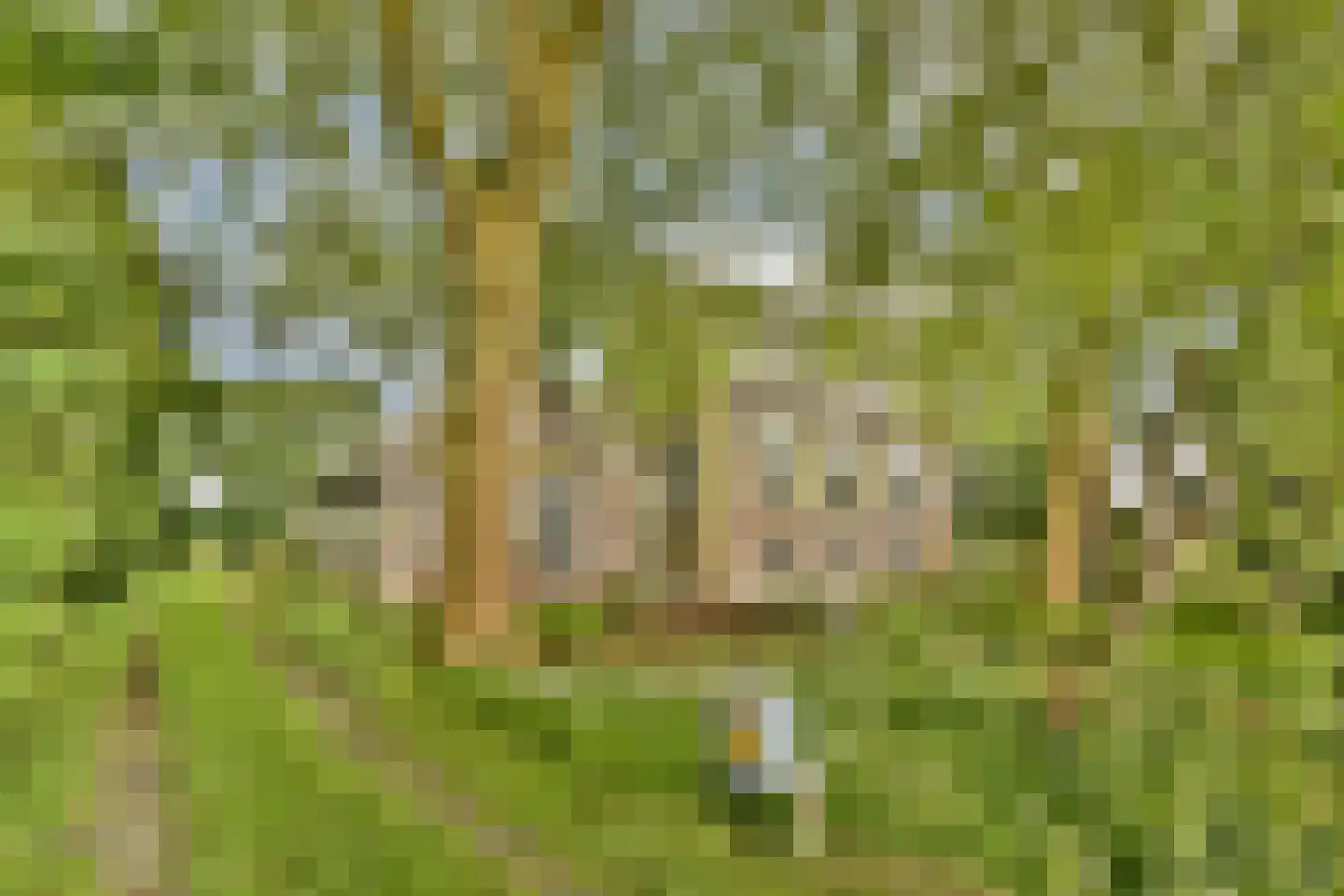 Ringdijk BP 1 Amstelveen thumbnail 8
