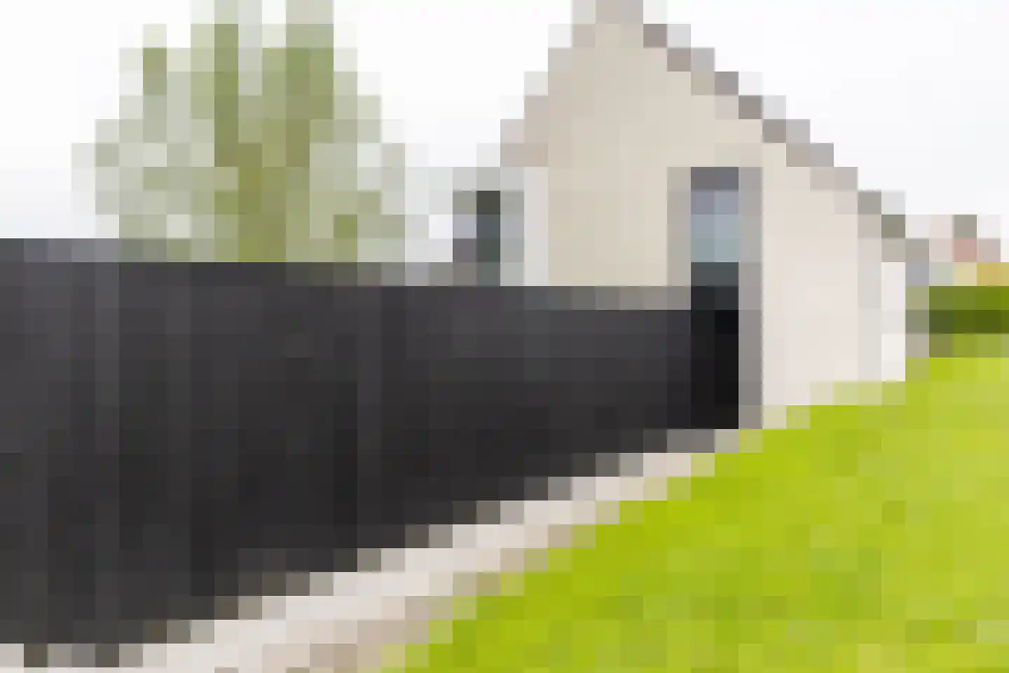 Ringdijk Zuid 9 Cadzand thumbnail 5