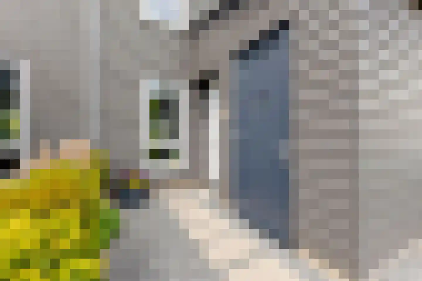 Ringelwikke 10 Heiloo thumbnail 27