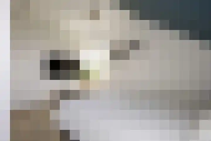 Ringelwikke 12 Heiloo thumbnail 19