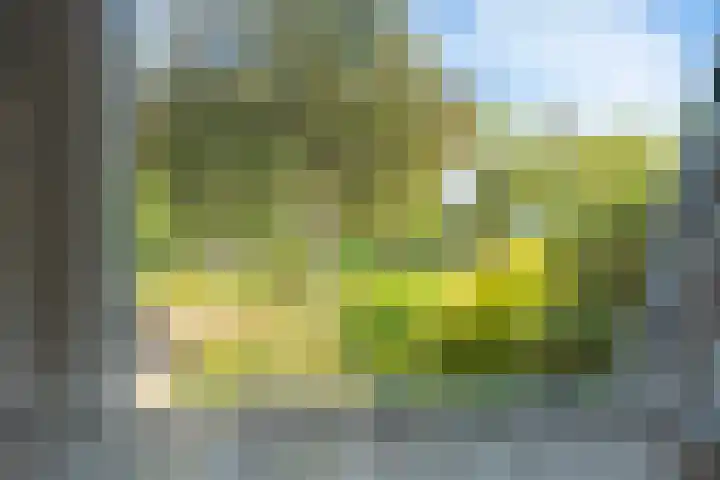 Ringmus 20 Heemskerk thumbnail 11