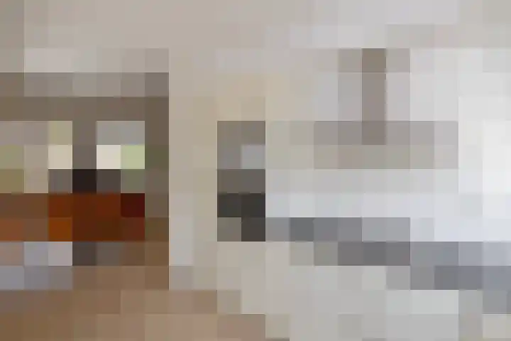 Ringmus 47 Olst thumbnail 10
