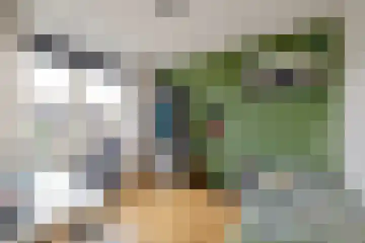 Ringmus 47 Olst thumbnail 16