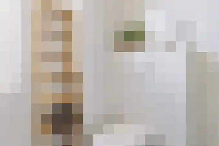 Ringmus 47 Olst thumbnail 19