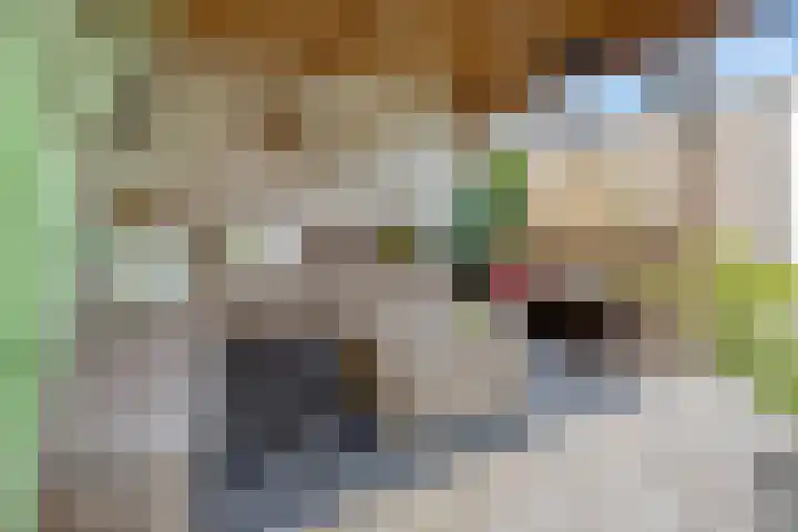 Ringmus 47 Olst thumbnail 29