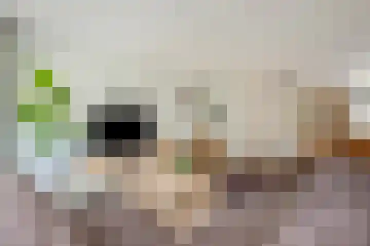 Ringmus 47 Olst thumbnail 6