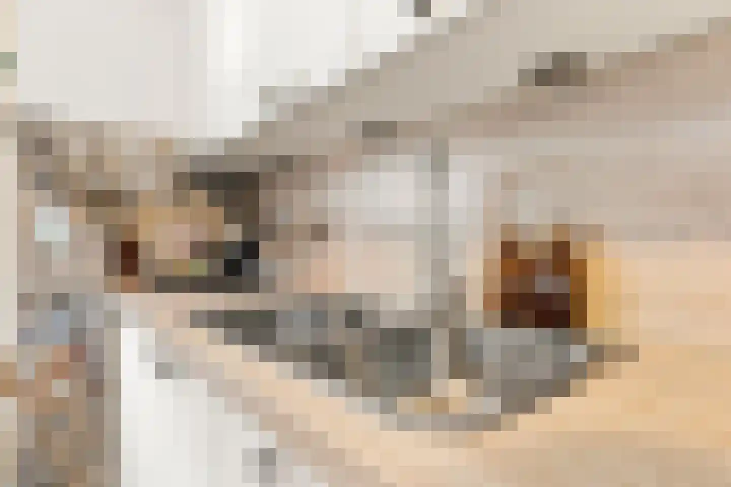 Ringmus 9 Heemskerk thumbnail 12