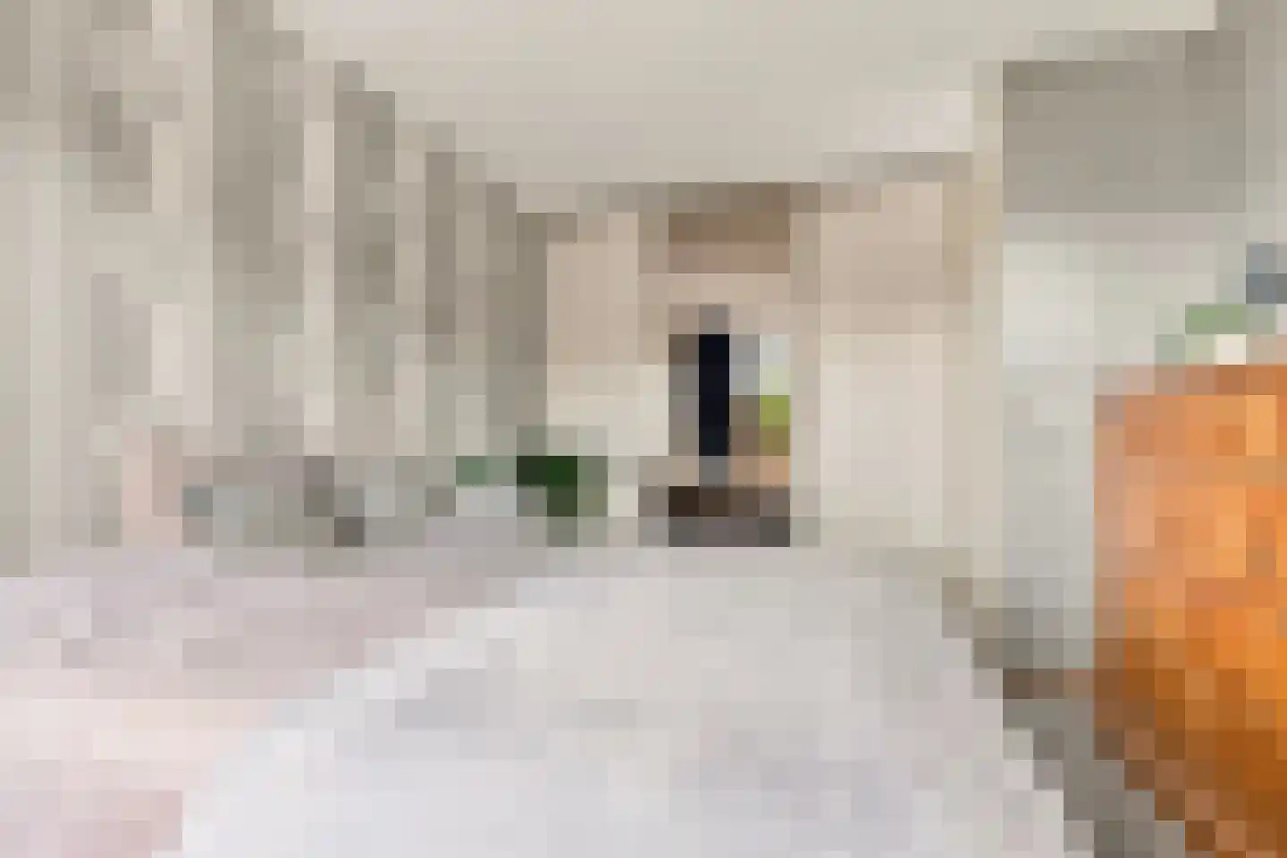 Ringmus 9 Heemskerk thumbnail 27