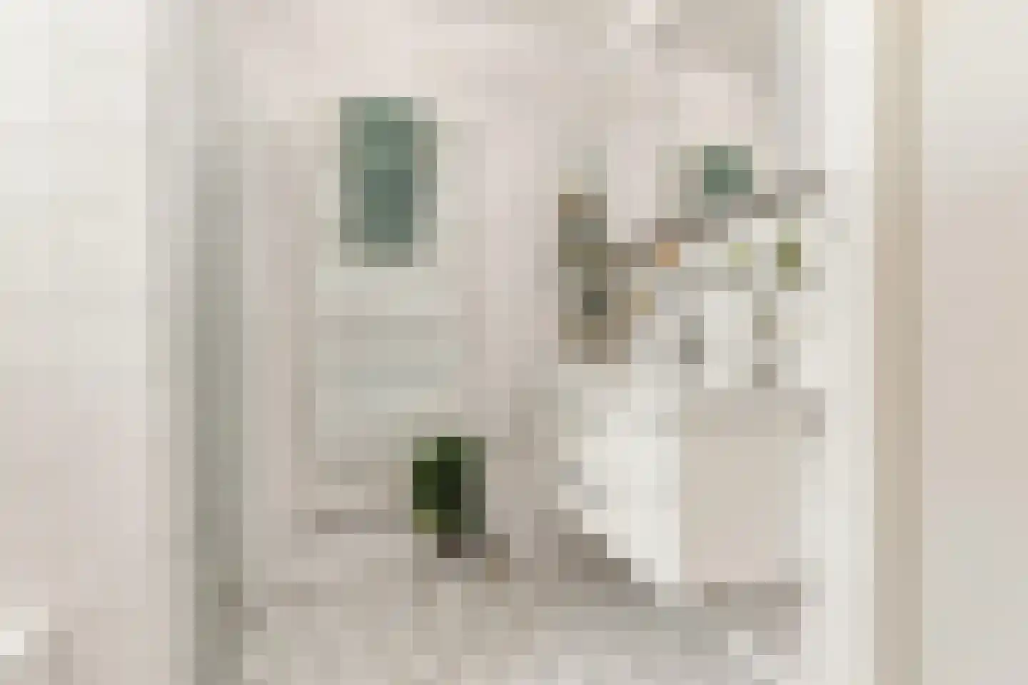 Ringmus 9 Heemskerk thumbnail 34