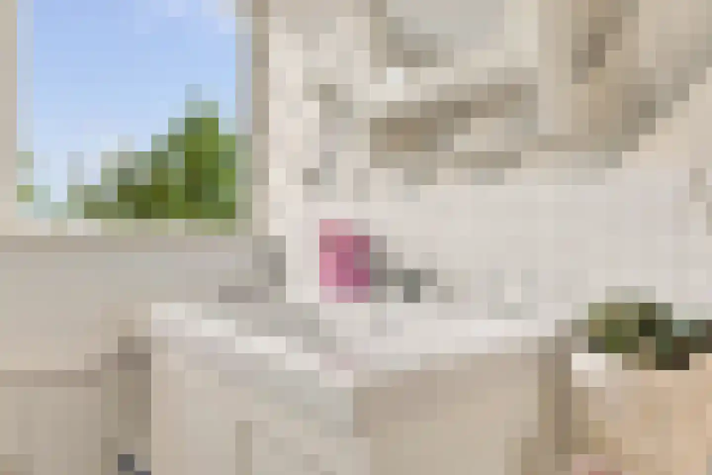 Ringmus 9 Heemskerk thumbnail 43
