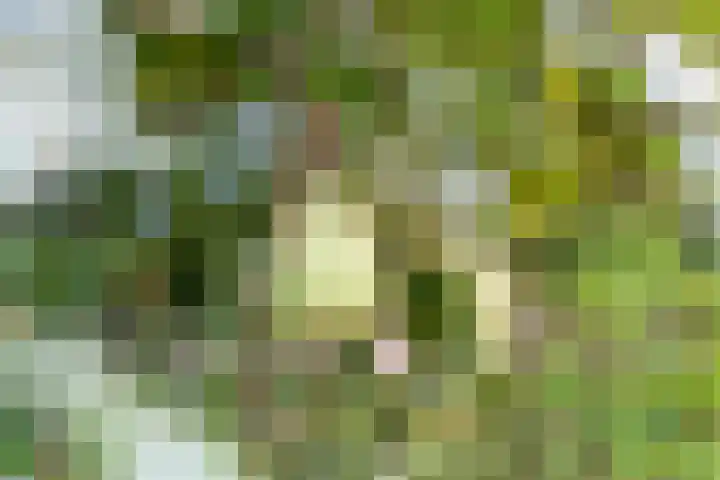 Ringmuur 10 Buren thumbnail 53