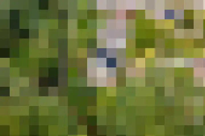 Ringmuur 10 Buren thumbnail 6