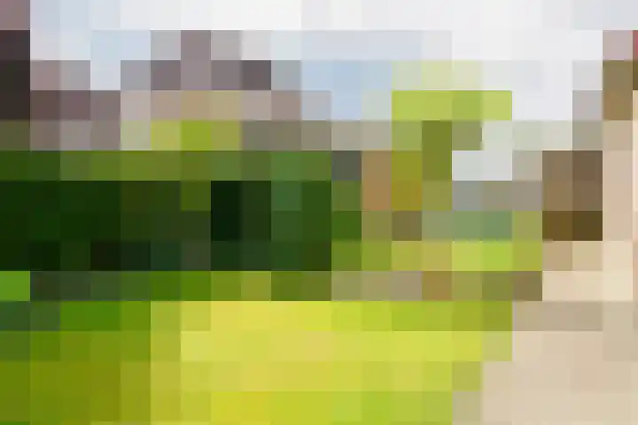 Ringoven 11 Borne thumbnail 33