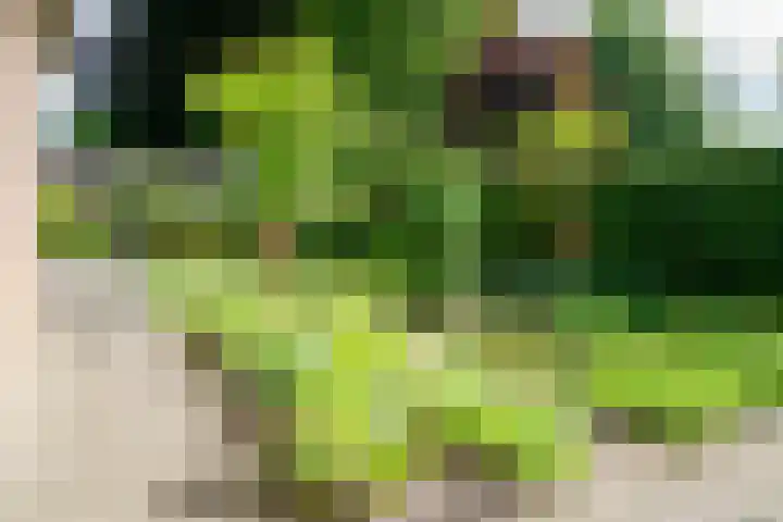 Ringoven 11 Borne thumbnail 34
