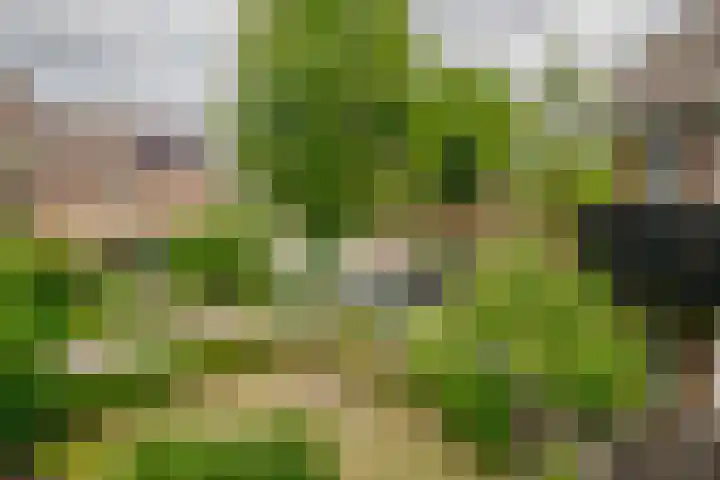 Ringoven 11 Borne thumbnail 38