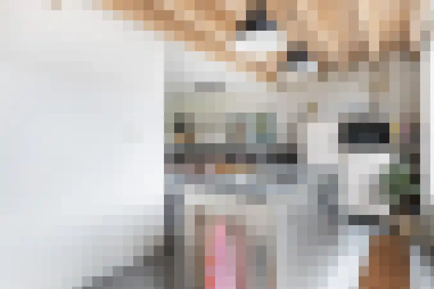 Ringslang 35 Amersfoort thumbnail 6