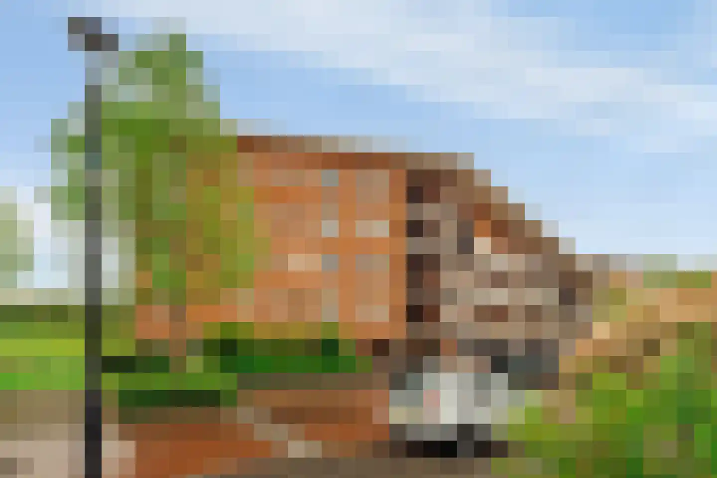 Ringslang 79 Amstelveen thumbnail 20