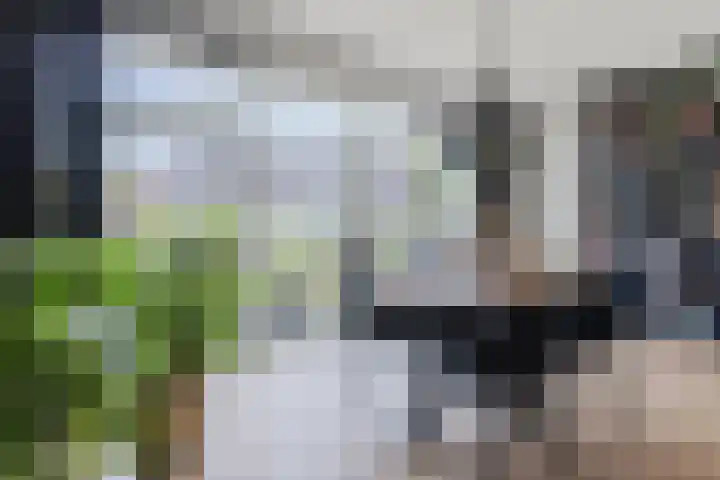 Ringslang 9 Amersfoort thumbnail 18