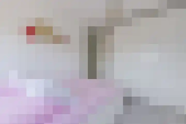 Ringslang 9 Amersfoort thumbnail 22