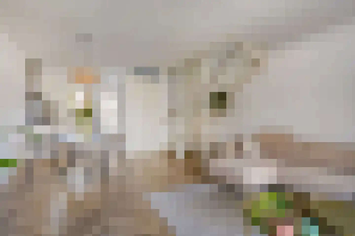 Ringvaert 16 B Kaatsheuvel thumbnail 8