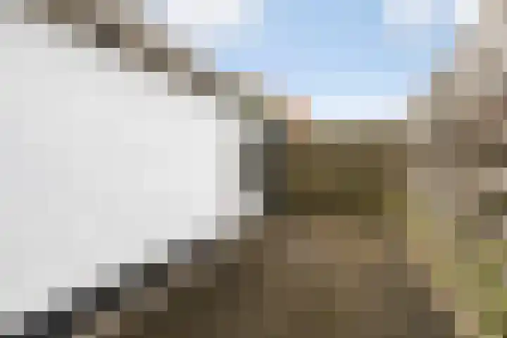 Ringwei 17 Brantgum thumbnail 30